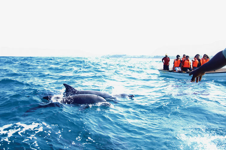 DOLPHINE TOUR