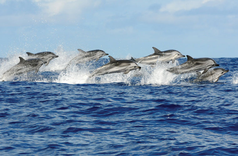 DOLPHINE TOUR