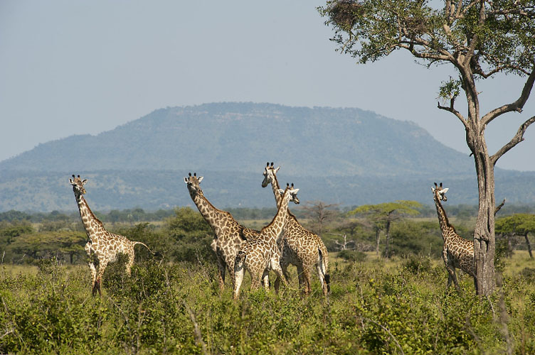 2 Day 1 Night Last Minute Fly in Budget Safari to Selous