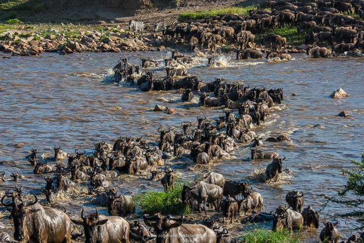 2 Day 1 Night Last Minute Fly in Mid-Range Safari to Selous Game Reserve