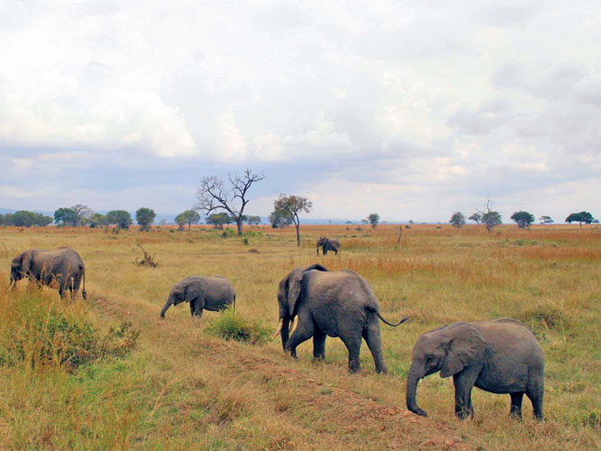 Mikumi National Park